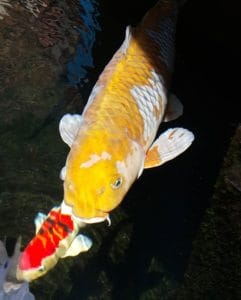 Jual Ikan Koi di Balikpapan