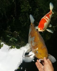 Jual Ikan Koi Surabaya