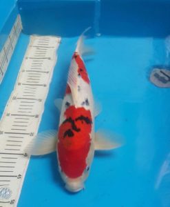 Jual Ikan Koi Tangerang