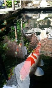 Harga Bibit Ikan Koi Blitar