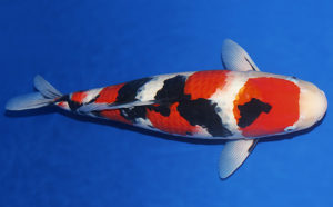 Koi Sanke Taisho