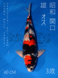 Koi Showa Sanshoku