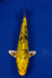 Koi Ki Bekko