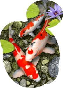 harga ikan koi