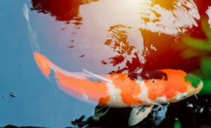 harga ikan koi