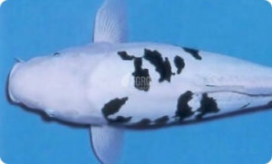 jual ikan koi