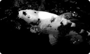 jual ikan koi