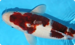 jual ikan koi