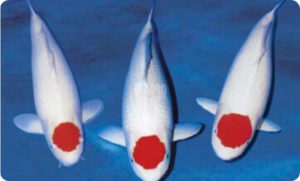 jual ikan koi
