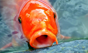 jual ikan koi